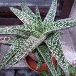 Aloe variegata Φύλλο