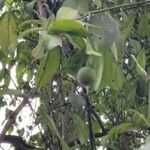 Picralima nitida Hoja