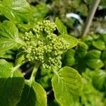 Hydrangea anomala