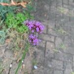 Verbena bonariensisBlüte