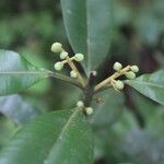 Calophyllum brasiliense Vrucht