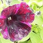 Petunia spp. Flors