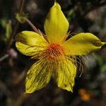 Mentzelia crocea Flors