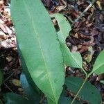 Pleiocarpa pycnantha Leaf