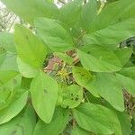Desmodium tortuosum Blatt