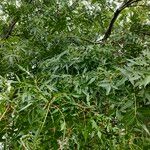 Fraxinus angustifolia 叶