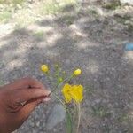 Caesalpinia cassioides Fleur