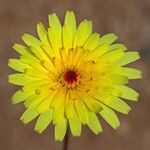 Malacothrix glabrata Flower