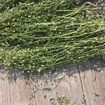 Capsella bursa-pastorisFruit