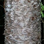Araucaria nemorosa Corteza