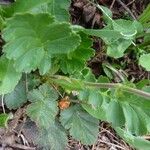 Geum montanum Blatt