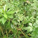 Daphne laureola Hábito
