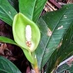 Arum maculatumBloem