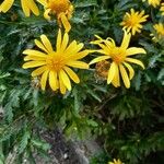 Euryops chrysanthemoidesᱵᱟᱦᱟ