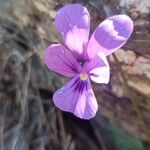 Viola bubanii Fiore