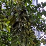 Ficus elasticaপাতা