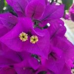 Bougainvillea glabraFlor