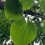 Cercidiphyllum japonicum Lapas