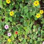 Thunbergia alataFlower