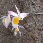 Dendrobium crepidatum Blüte