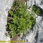 Asplenium fissum Yeri