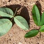 Senna macranthera Leaf