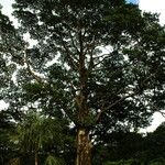 Elaeocarpus angustifolius 整株植物