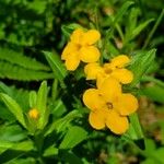 Lithospermum canescens 花