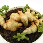 Tylecodon cacaloides Hoja