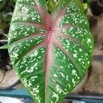 Caladium bicolor Leaf