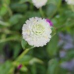 Gomphrena globosa Fleur