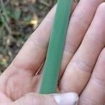 Typha orientalis Leaf