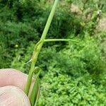 Agrostis gigantea Hoja