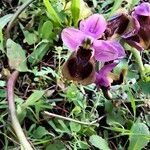 Ophrys tenthredinifera Цвят