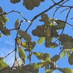 Quercus rugosa Leaf