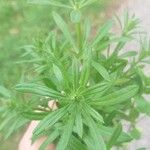 Galium maritimum Leaf