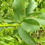 Vicia faba Levél