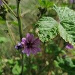 Malva sylvestris Blüte