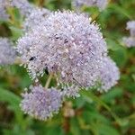 Ceanothus americanus Flower