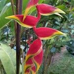 Heliconia rostrata ফুল