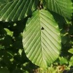 Carpinus betulus 葉