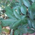 Inga marginata Leaf