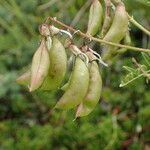 Astragalus penduliflorus ഫലം