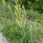 Verbascum lychnitis Alkat (teljes növény)