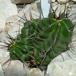 Echinocereus triglochidiatus Лист