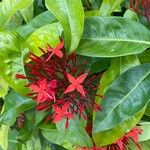 Ixora chinensis Кветка