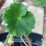 Pelargonium zonale Leaf