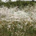 Stipa capillata عادت داشتن