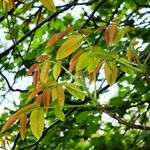 Juglans regia Leaf