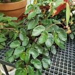 Begonia epipsila Habit